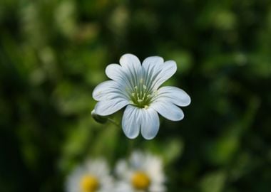 white flower green