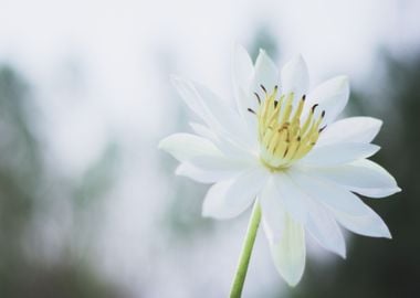 yellow white flower