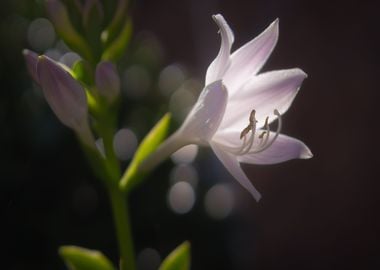 purple white flower