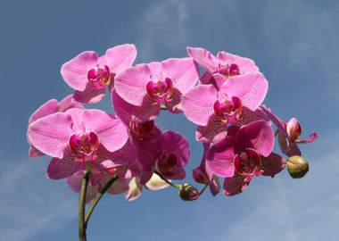 tree pink flower