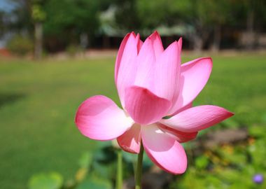 pink flower