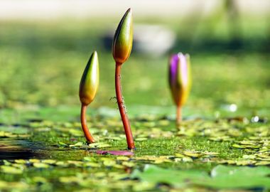 three plant green