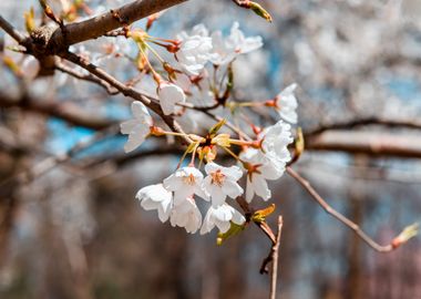 flower white tree