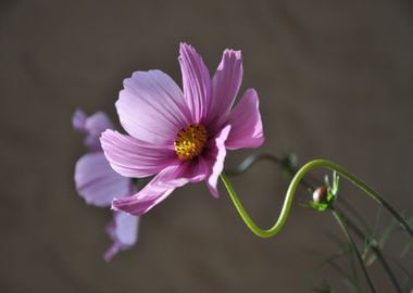 purple yellow flower