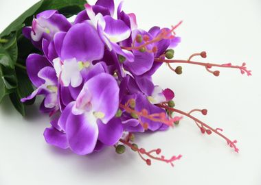 orchid purple plant