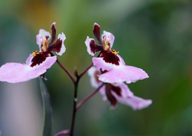 purple orchid white