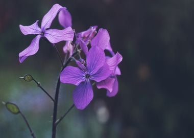 blue purple orchid