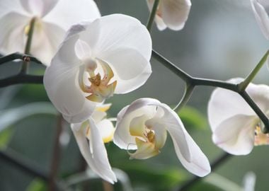 tree white orchid