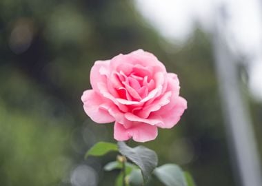 rose pink flower