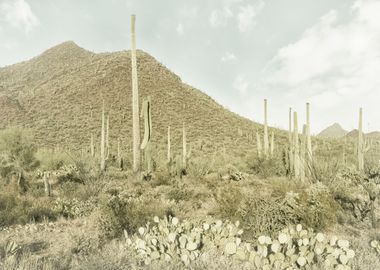 Vintage Saguaros