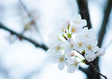 white tree flower