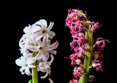 white purple orchid