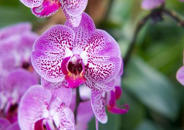 plant purple orchid