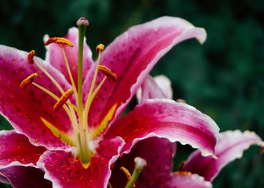 pink blossom flower