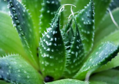 Haworthia Herbacea 