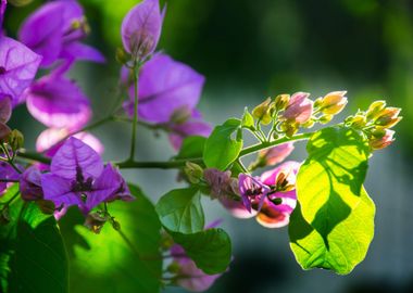 purple petaled flower