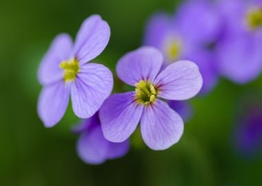 purple yellow bloom