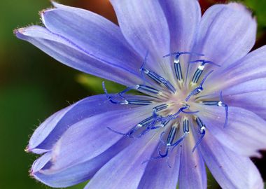 blue white bloom