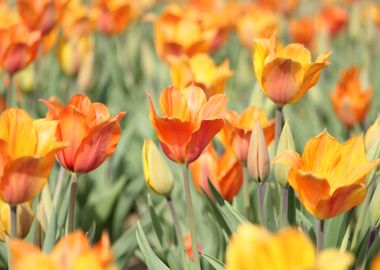 yellow orange tulip