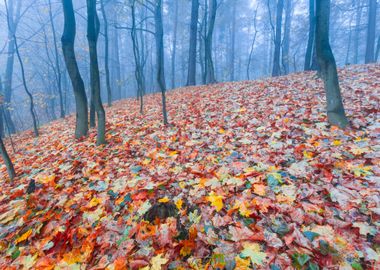 Autumn Landscape Poland Na