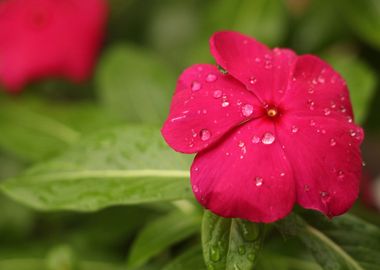 flower red petaled rain