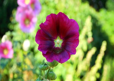 red pink flower