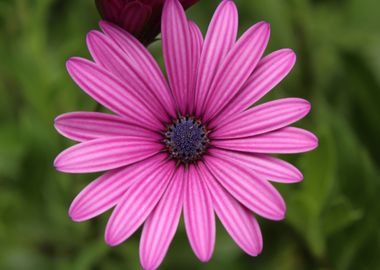 green pink flower