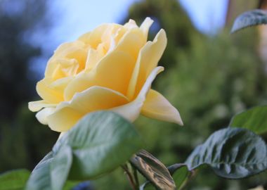 yellow rose