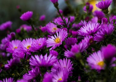 purple bloom