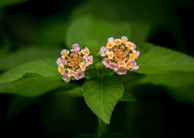 two pink flower