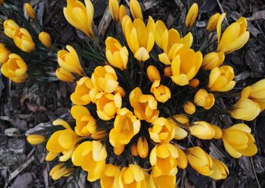 yellow tulips flower