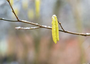 Birch Tree Blooming Bud Sp