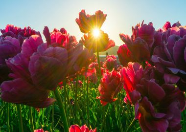 sunrise red flower