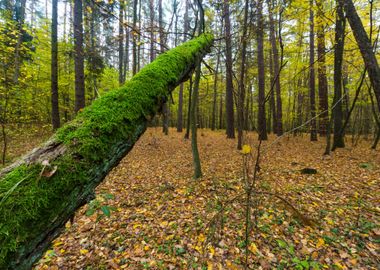 Autumn Landscape Poland Na