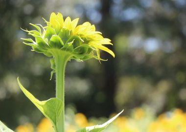 yellow sunflower