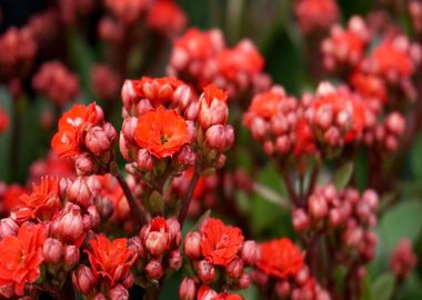 red blooming flower