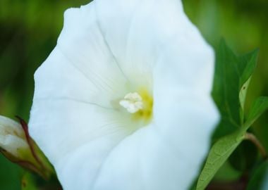 white bloom beautiful