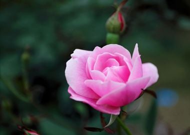 pink beauty rose