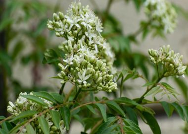 green white tree