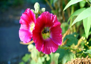 pink flower oval