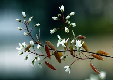 brown white tree