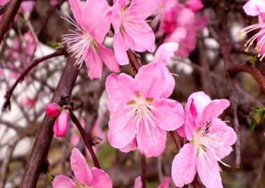 pink bloom tree