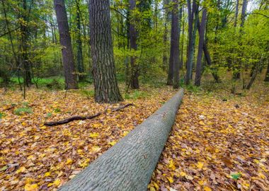 Autumn Landscape Poland Na