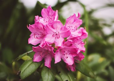 pink blooming