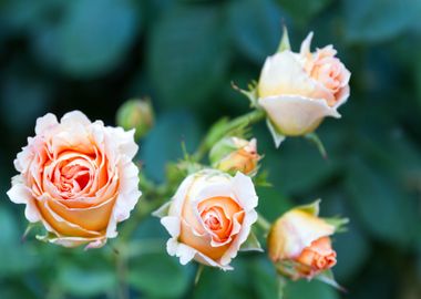 four orange flower