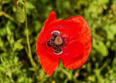 red flower green