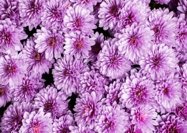 purple flower petaled