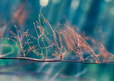 Autumn Backdrop Background