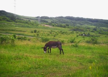 Landscape with donkey