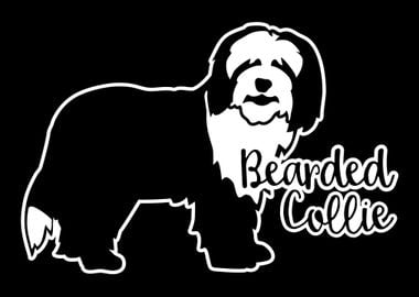 Bearded Collie